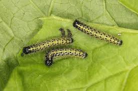 Attēlu rezultāti vaicājumam “Pieris rapae larva”