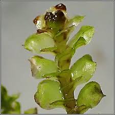 Attēlu rezultāti vaicājumam “Scapania nemorea”