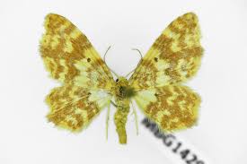 Attēlu rezultāti vaicājumam “Hydrelia flammeolaria”