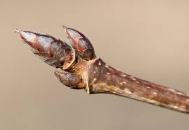 Attēlu rezultāti vaicājumam “Acer saccharinum bud”