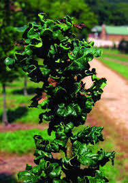 Attēlu rezultāti vaicājumam “Quercus robur Fastigiata leaf”