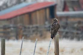 Attēlu rezultāti vaicājumam “Buteo lagopus adult”