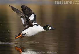 Attēlu rezultāti vaicājumam “Bucephala clangula male”