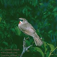 Image result for Luscinia calliope