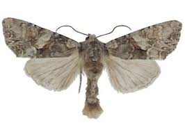 Attēlu rezultāti vaicājumam “Lacanobia contigua”