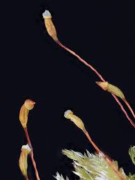 Attēlu rezultāti vaicājumam “Plagiothecium succulentum”