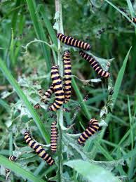 Attēlu rezultāti vaicājumam “Meloe sp. imago”