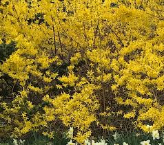 Attēlu rezultāti vaicājumam “Forsythia intermedia”