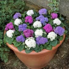 Image result for Ageratum mexicanum