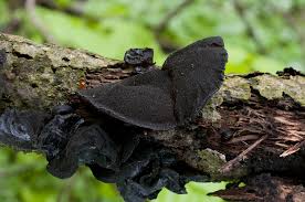 Attēlu rezultāti vaicājumam “Exidia truncata”