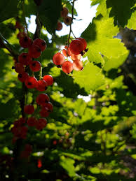 Attēlu rezultāti vaicājumam “Ribes spicatum”