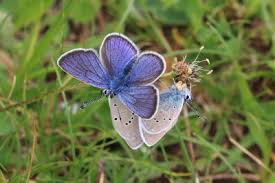 Attēlu rezultāti vaicājumam “Cyaniris semiargus”