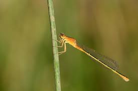 Attēlu rezultāti vaicājumam “Ischnura pumilio”