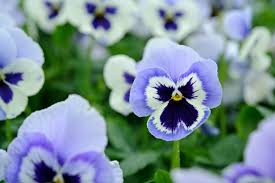 Attēlu rezultāti vaicājumam “Viola x williamsii flower”