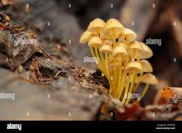 Attēlu rezultāti vaicājumam “Mycena renati”