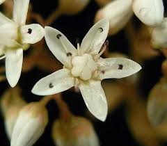 Attēlu rezultāti vaicājumam “Sedum album bud”