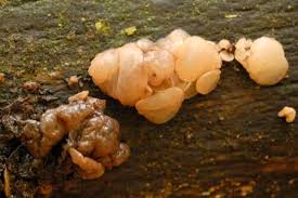 Attēlu rezultāti vaicājumam “Neobulgaria pura”