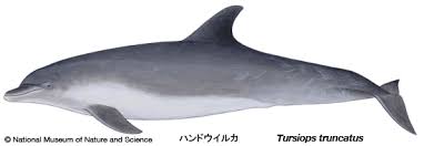 Image result for Tursiops truncatus