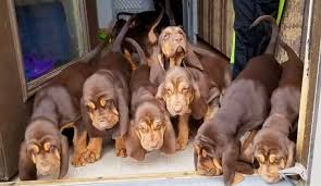 Image result for Carlisle BloodHounds