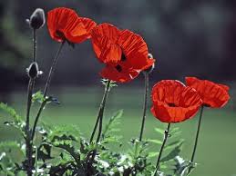 Attēlu rezultāti vaicājumam “Papaveraceae”