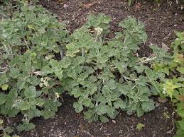 Image result for Marrubium vulgare