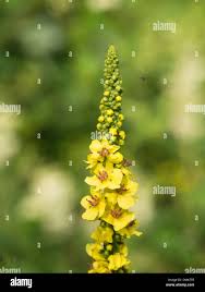 Attēlu rezultāti vaicājumam “Verbascum nigrum flower”
