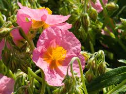 Attēlu rezultāti vaicājumam “Helianthemum x hybridum”