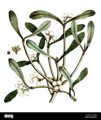 Attēlu rezultāti vaicājumam “Viscum album”