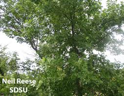 Attēlu rezultāti vaicājumam “Fraxinus pennsylvanica female flower”
