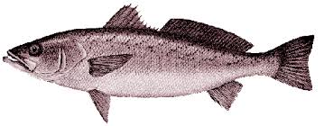 Image result for Cynoscion regalis