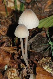 Attēlu rezultāti vaicājumam “Mycena filopes”