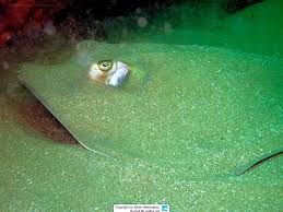 Image result for Dasyatis chrysonota