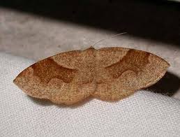 Attēlu rezultāti vaicājumam “Plagodis pulveraria”