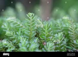 Attēlu rezultāti vaicājumam “Plagiochila porelloides”