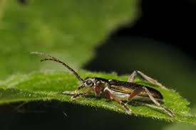 Attēlu rezultāti vaicājumam “Donacia clavipes”