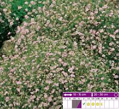 Attēlu rezultāti vaicājumam “Gypsophila muralis flower”