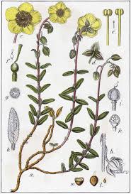 Attēlu rezultāti vaicājumam “Helianthemum nummularium flower”