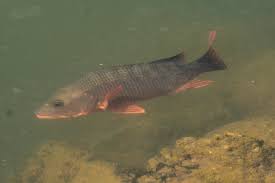 Image result for Lutjanus colorado