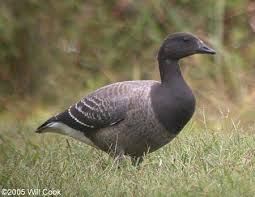 Attēlu rezultāti vaicājumam “Branta bernicla adult”