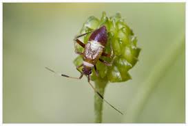 Attēlu rezultāti vaicājumam “Closterotomus biclavatus”