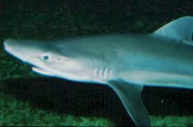 Image result for Galeorhinus galeus
