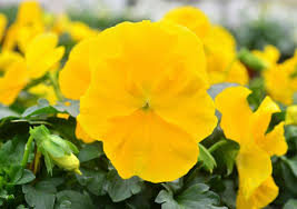 Image result for Viola wittrockiana