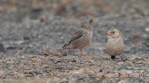 Image result for Bucanetes githagineus