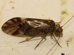 Attēlu rezultāti vaicājumam “Metylophorus nebulosus”