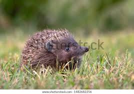 Attēlu rezultāti vaicājumam “Erinaceus roumanicus”