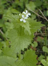 Attēlu rezultāti vaicājumam “Alliaria petiolata leaf”