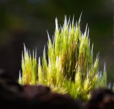 Attēlu rezultāti vaicājumam “Campylopus introflexus”