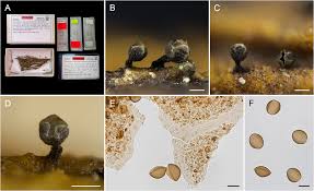Attēlu rezultāti vaicājumam “Licea minima spores”