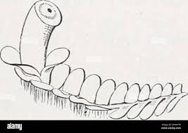 Attēlu rezultāti vaicājumam “Jungermannia hyalina cells”