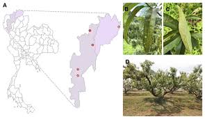 Attēlu rezultāti vaicājumam “Tranzschelia pruni-spinosae spores”